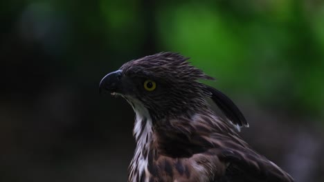 Looking-to-the-left-and-up,-beautiful-crest-display,-Pinsker's-Hawk-eagle-Nisaetus-pinskeri,-Philippines