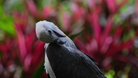 Der-Weißbauch-Seeadler-Haliaeetus-Leucogaster-Putzt-Seinen-Rechten-Flügel-Und-Seine-Federn,-Philippinen