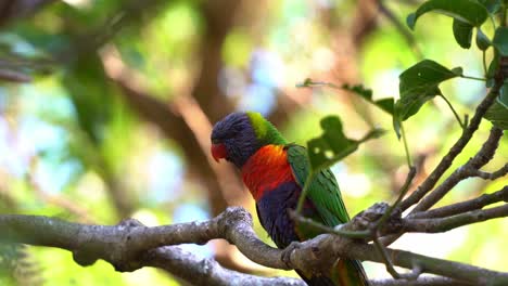 Two-beautiful-wild-rainbow-lorikeets,-trichoglossus-moluccanus-with-vibrant-colourful-plumage,-standing-on-the-tree-branch-in-its-natural-habitat,-one-spread-its-wing-and-fly-away,-close-up-shot