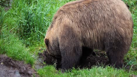 Brown-bear-digging-a-hole,-Alaska