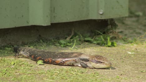 Blue-Tongue-Lizard-blinks-then-rests-its-head-on-path