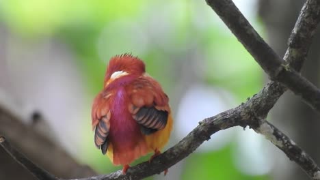 seen-from-behind-an-Oriental-dwarf-kingfisher-or-Ceyx-erithaca-bird-perching