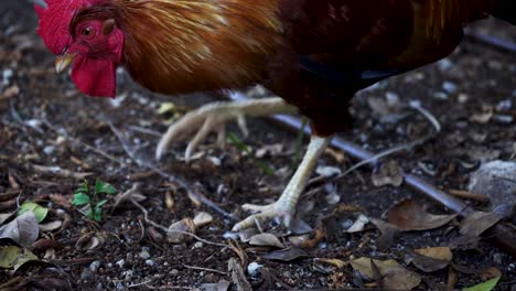 Closeup-of-Colorful-rooster-pecking-in-the-farm-yard-dirt