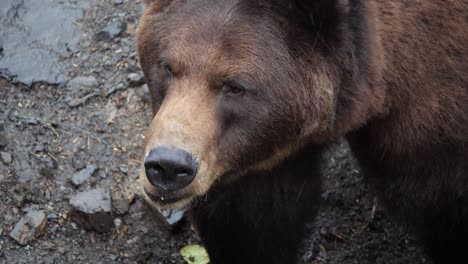 Beautiful-Brown-bear,-closeup,-Alaska