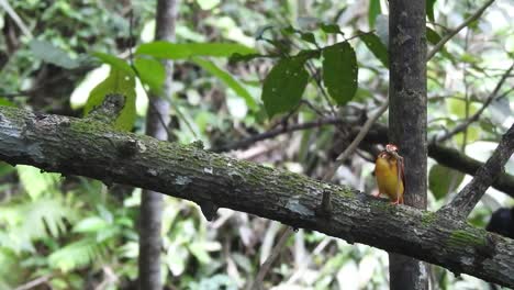 Oriental-dwarf-kingfisher-or-Ceyx-erithaca-bird-is-eating-a-lizard-on-a-tree-branch