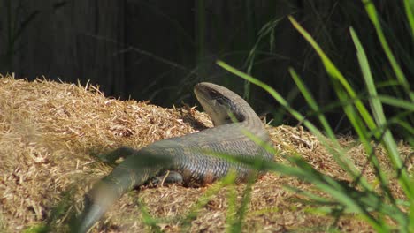 Blue-Tongue-Lizard-resting-on-hay-pile-in-the-sun-looking-towards-camera
