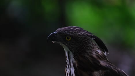 Looking-up-towards-the-left-then-shows-it's-beautiful-crest-towards-the-camera,-Pinsker's-Hawk-eagle-Nisaetus-pinskeri,-Philippines