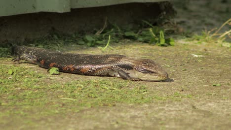 Blue-Tongue-Lizard-sitting-in-the-sun,-blinks-then-sticks-its-tongue-out