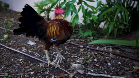 Colorful-rooster-pecking-the-ground-for-bugs-to-eat-in-the-yard