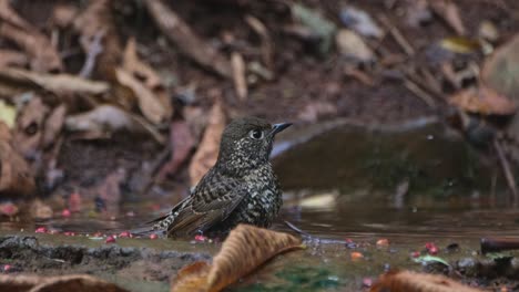 Taking-a-bath-shaking-it's-wings-and-feathers-in-the-water-while-the-camera-zooms-out-and-slides-to-the-left,-White-throated-Rock-Thrush-Monticola-gularis,-THailand