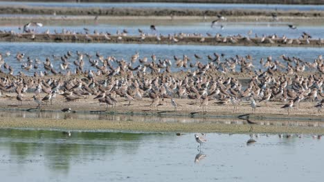 Shorebirds-resting-while-the-camera-zooms-in-to-reveal-this-gathering,-Thailand