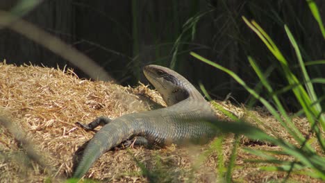 Blue-Tongue-Lizard-sitting-on-hay-pile-in-the-sun-looking-towards-camera