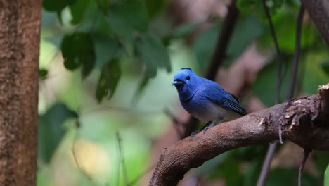 Camera-zooms-out-while-this-lovely-blue-bird-chirps-and-shakes-it's-feathers,-Black-naped-Monarch-or-Black-naped-Blue-Flycatcher-Hypothymis-azurea,-Male,-Thailand