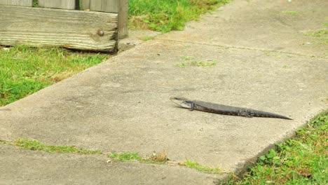 Blue-Tongue-Lizard-on-slab-path-not-moving