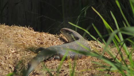 Blue-Tongue-Lizard-blinks-resting-on-hay-pile-in-the-sun-looking-towards-camera