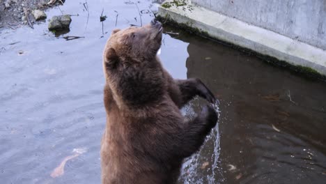 Brown-bear-begging-for-food,-Alaska