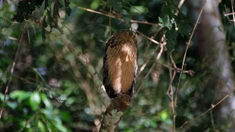 Looking-to-the-back-over-it's-shoulder-then-faces-the-camera-quickly-with-those-big-owly-yellow-eyes,-Buffy-Fish-Owl-Ketupa-ketupu,-Thailand