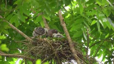Haubenhabicht-Oder-Indonesische-Elang-Alap-Jambul-Familie,-Die-Im-Nest-Isst