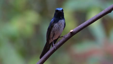 Camera-zooms-out-while-looking-towards-the-camera,-Hainan-Blue-Flycatcher-Cyornis-hainanus,-Thailand