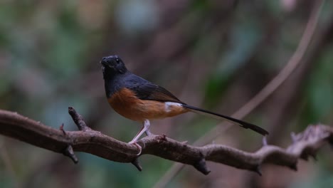 Facing-to-the-left,-turns-its-head-to-look-up-while-the-camera-zooms-out-and-slides-to-the-left,-White-rumped-Shama-Copsychus-malabaricus,-Thailand