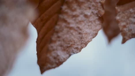 Brown-snow-covered-leaves,-macro-shot