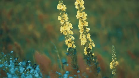 Flores-De-Agrimonia-Eupatoria-De-Color-Amarillo-Pálido-En-Los-Tallos-Largos
