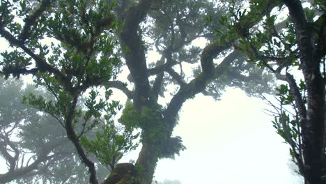 Fairy-tree-forest-wood-of-fanal-madeira-fog-mist-cloudy-moss-mysterious-fantasy-horror-rainy-4k