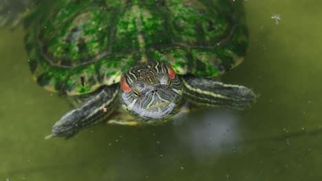 Red-eared-slider-turtle-swimming-in-a-pond