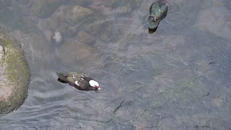 View-of-some-wild-colourful-ducks-swimming-and-feeding-in-a-small-pond-in-a-river-bed,-cristal-clear-water-running-down