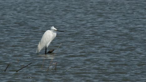 Standing-in-the-water-facing-to-nthe-right-resting-in-the-middle-of-the-day,-Little-Egret-Egretta-garzetta,-Thailand
