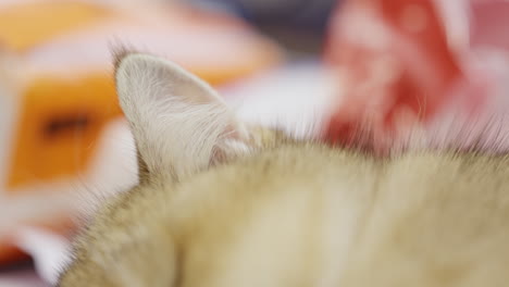 A-cat-sleeping-soundly-on-the-floor-in-the-living-room,-focus-and-bokeh-on-the-ears-and-fur