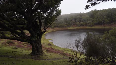 View-of-the-Fanal-Lagoon-is-a-volcanic-crater-that-fills-after-the-rainy-season,-it-is-surrounded-by-the-Laurissilva-forest