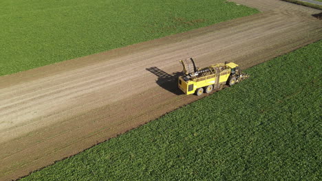 Aerial-view-of-a-yellow-beet-harvester-at-work-in-a-field,-showing-the-contrast-between-the-harvested-rows-and-the-unharvested-crops
