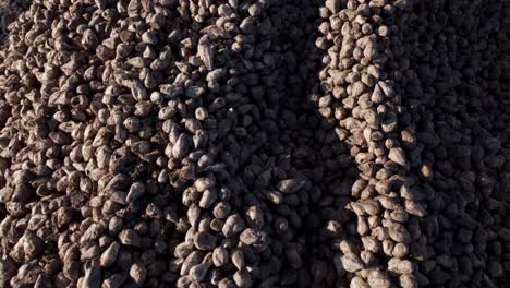 Flying-Above-Huge-Pile-Of-Sugar-Beets-On-The-Ground-For-Sugar-Production---Drone-Shot