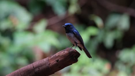 Camera-zooms-in-revealing-this-bird-looking-to-the-left-while-perched-on-this-broken-branch,-Hainan-Blue-Flycatcher-Cyornis-hainanus-Thailand