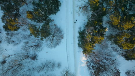 Top-down-view-of-a-snowy-trail-flanked-by-trees-with-green-and-yellow-leaves,-indicating-a-change-of-seasons-in-a-quiet-woodland-area
