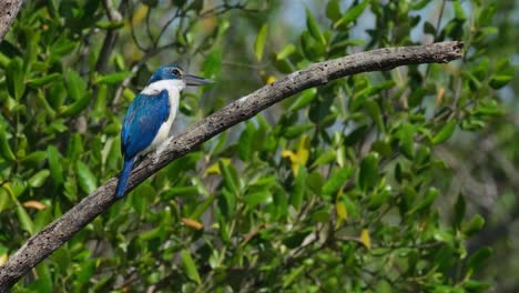 Camera-zooms-in-revealing-this-bird-facing-to-the-right-while-the-wind-blows-hard,-Collared-Kingfisher-Todiramphus-chloris,-Thailand
