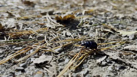 Japanese-rhinoceros-beetle-walks-across-forest-floor-with-needles