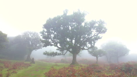Mysterious-foggy-trees-forest-wood-of-fanal-madeira-mist-cloudy-moss-fantasy-fairy-rain-horror-4k