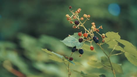 A-blackberry-branch-with-fresh-ripe-berries-backlit-by-the-morning-sun-on-the-blurry-background