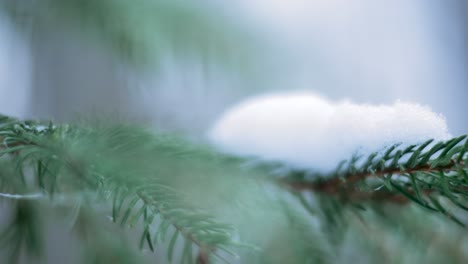 Snow-lying-on-a-spruce-branch,-macro-shot