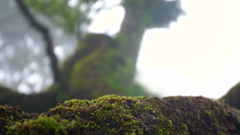 Fairy-tree-forest-wood-moss-of-fanal-madeira-close-up-fog-mist-cloudy-mysterious-fantasy-rainy-4k