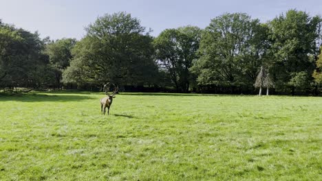 Deer-with-a-big-grin-running-alone-across-a-green-meadow-with-Wlad-in-the-background-in-Germany-in-good-weather