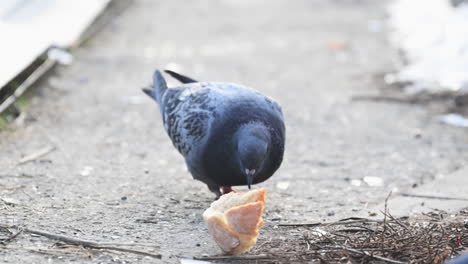 Pigeon-feeding-on-bread-slice-and-crumbs-on-the-street