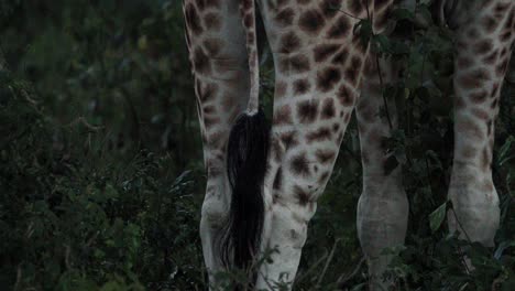 Masai-Giraffe-Feeding-From-A-Tree-In-Aberdare-National-Park,-Kenya,-Africa