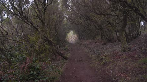 View-of-an-laurisilva-walking-path-surrounded-of-urzes-in-a-tunnel-shape,-path-in-the-middle-of-the-rainy-forest-in-fanal-madeira-island