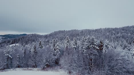 Dramatischer-Himmel-über-Schneebedeckten-Bäumen-In-Winterlicher-Landschaft-In-Norwegen
