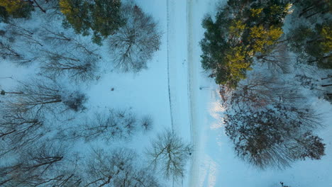 Aerial-view-of-a-snow-covered-path-through-a-forest-with-bare-trees-and-some-with-yellow-foliage,-creating-a-natural-and-serene-winter-landscape---top-down