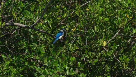 Seen-from-its-back-deep-into-the-foliage-of-the-mangrove-tree,-Collared-Kingfisher-Todiramphus-chloris,-Thailand
