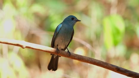 Perched-on-a-vine-during-a-hot-day-in-the-forest-and-then-flies-away-to-the-right,-Verditer-Flycatcher-Eumyias-thalassinus,-Thailand